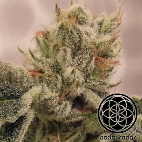 Bodhi Seeds - Granola Funk