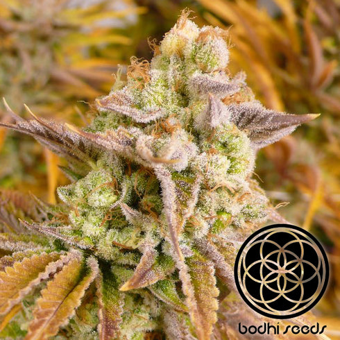 Bodhi Seeds - Hollyweed