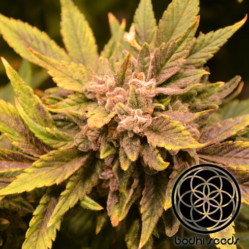 Bodhi Seeds - Jungle Spice