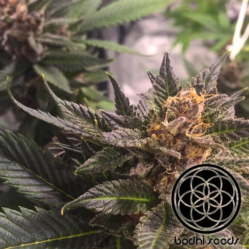 Bodhi Seeds - Lavender Jack