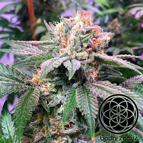 Bodhi Seeds - Lazy Lightning