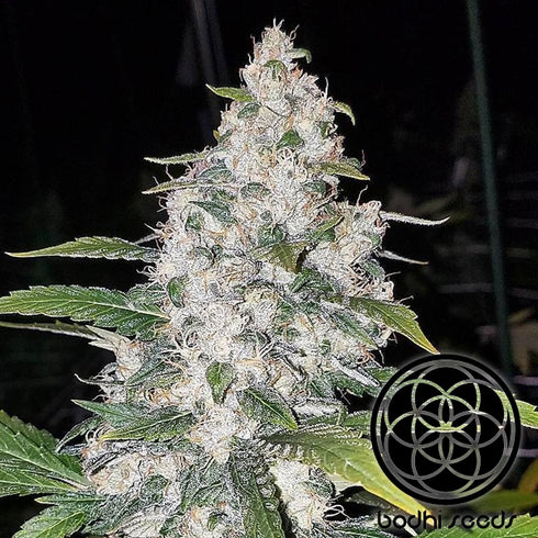 Bodhi Seeds - Lemon G x 88 G13 Lemon Hashplant