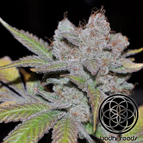 Bodhi Seeds - Love Dawg