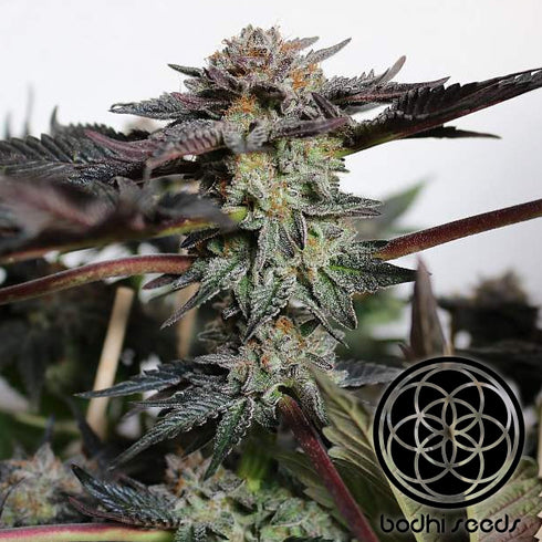 Bodhi Seeds - More Cowbell