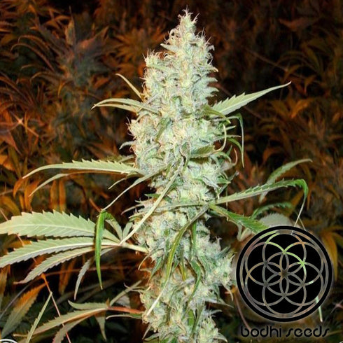 Bodhi Seeds - Mountain Temple