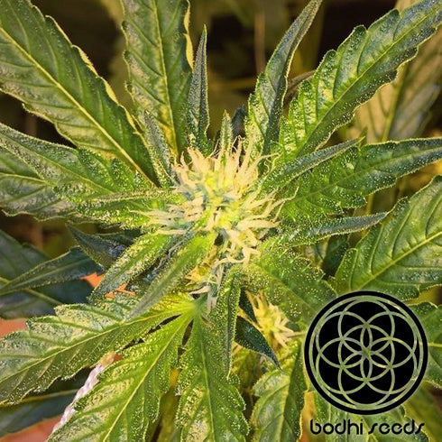 Bodhi Seeds - Neroli 9