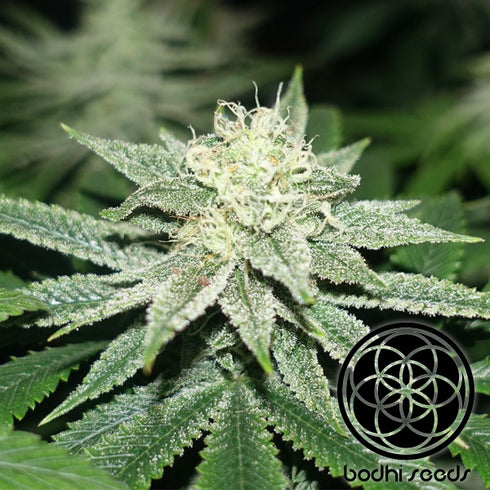 Bodhi Seeds - Pinball Wizard