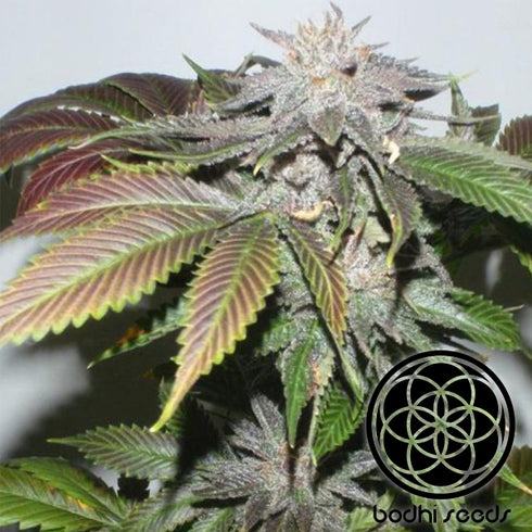 Bodhi Seeds - Raspberry Hashplant