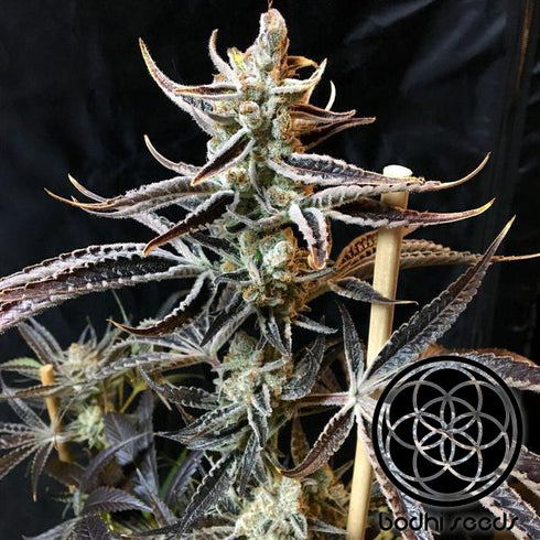 Bodhi Seeds - Sakura