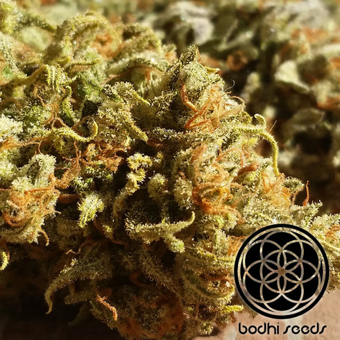 Bodhi Seeds - Silver Mountain