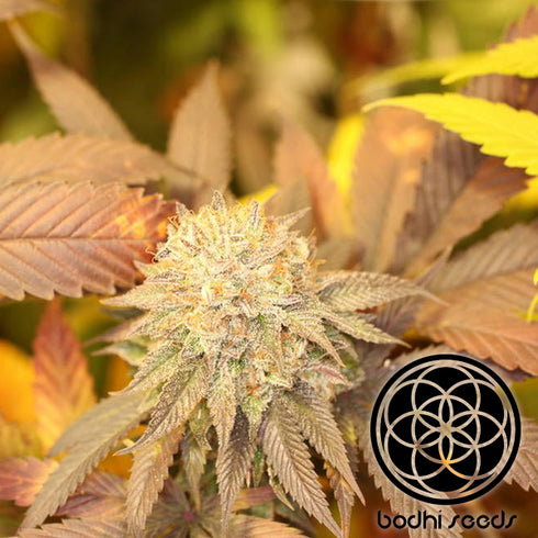 Bodhi Seeds - Skylotus