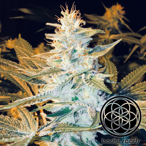 Bodhi Seeds - Space Monkey