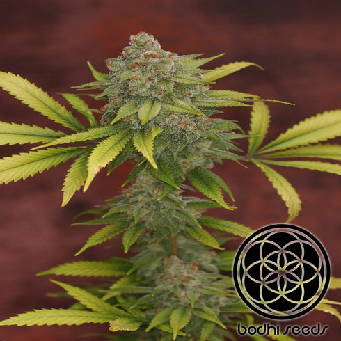 Bodhi Seeds - Sunshine Daydream