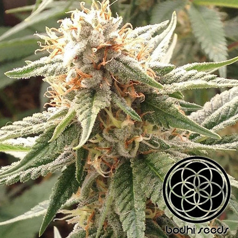 Bodhi Seeds - Super Silver Hash Plant