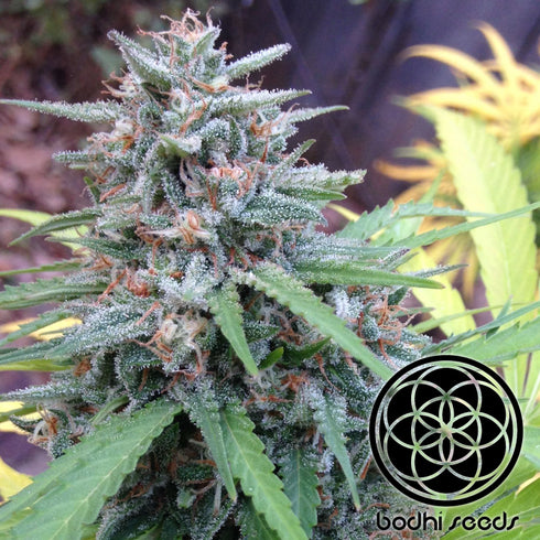 Bodhi Seeds - Wookie Hashplant