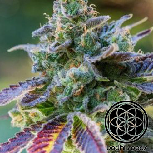 Bodhi Seeds - Wookie Orgasm