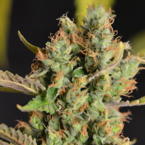 Norstar Genetics - Borgota Breeze