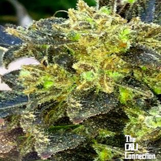 Cali Connection - Boss Hogg