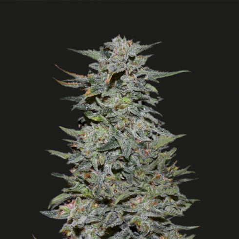 Kalashnikov Seeds - Boy Scout Cookies