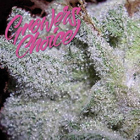 Growers Choice - Brain Damage Auto