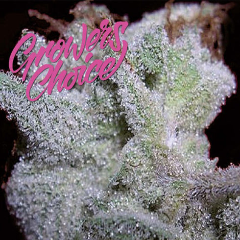 Growers Choice - Brain Damage