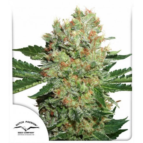 Dutch Passion - Brainstorm