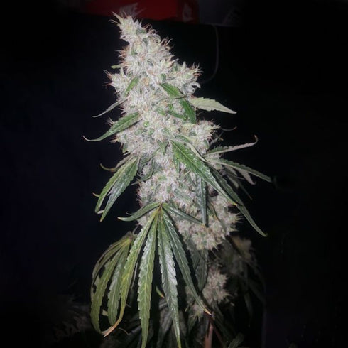 True Canna Genetics - Britney