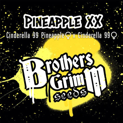 Brothers Grimm Seeds - Pineapple XX