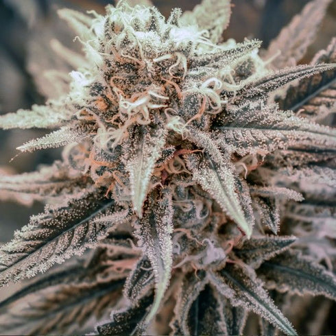 Brothers Grimm Seeds - Killer Queen