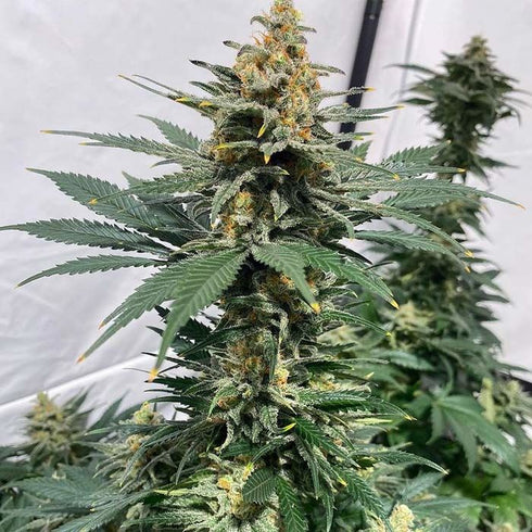 Brothers Grimm Seeds - Pineapple XX