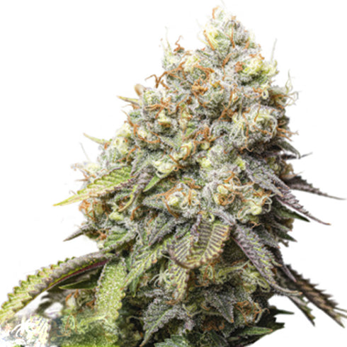 Seed Stockers Seeds - Bruce Banner