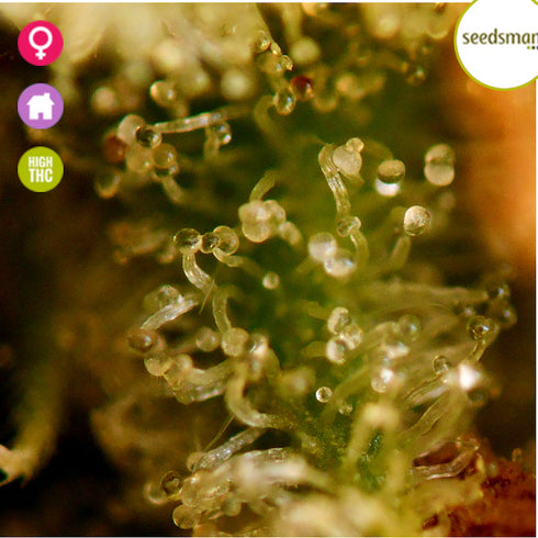 Seedsman - Bruce Banger