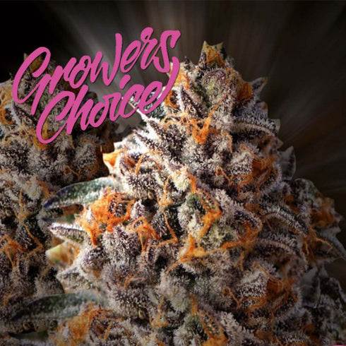 Growers Choice - Bruce Banner 3