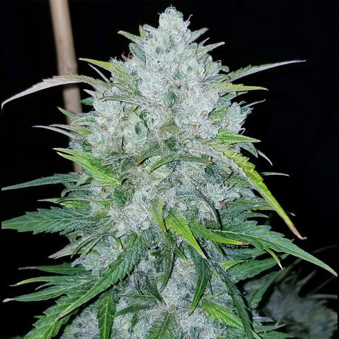 BSB Genetics - Bruce Banner