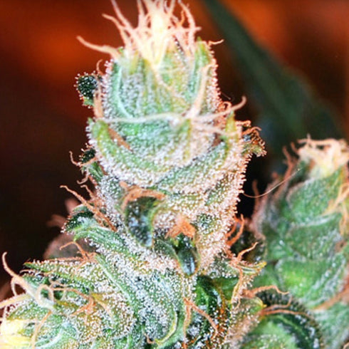 BSB Genetics - BSB Cheddar #1