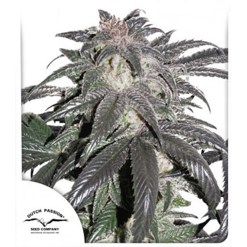 Dutch Passion - Bubba Island Kush
