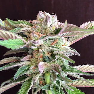 Mamiko Seeds - Bubba Cookies