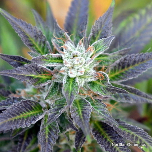 Norstar Genetics - Bubba Fresh