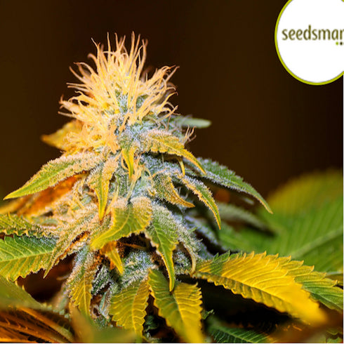 Seedsman - Bubba Kush