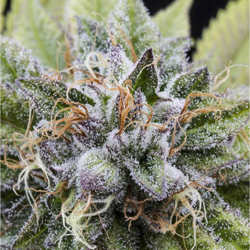 Dinafem Seeds - Bubba Kush