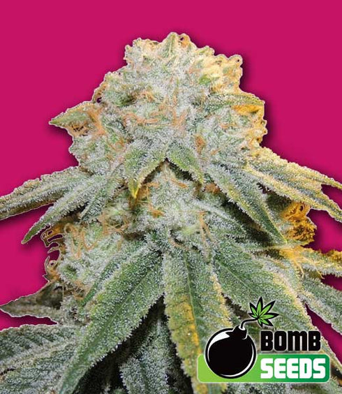 Bomb Seeds - Bubble Bomb
