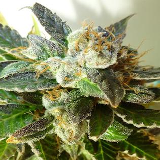 Flash Seeds - Bubble Crack Auto