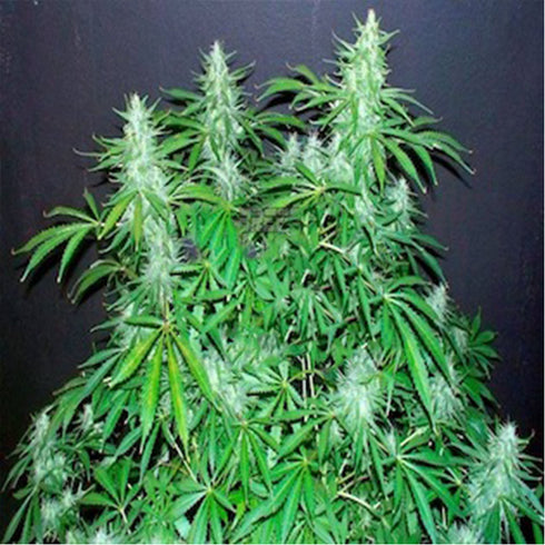 Flash Seeds - Bubble Hash SuperAuto