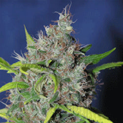 Sagarmatha Seeds - Blueberry Bud