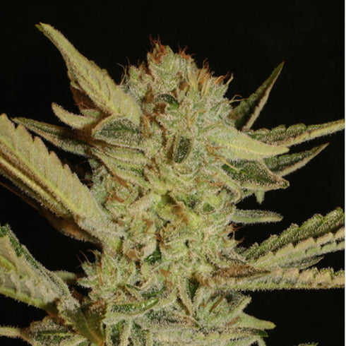 Serious Seeds - Bubble Gum