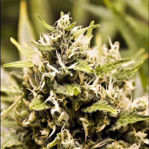 Female Seeds - Bubblegummer