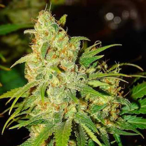 Nirvana Seeds - Auto Bubblelicious