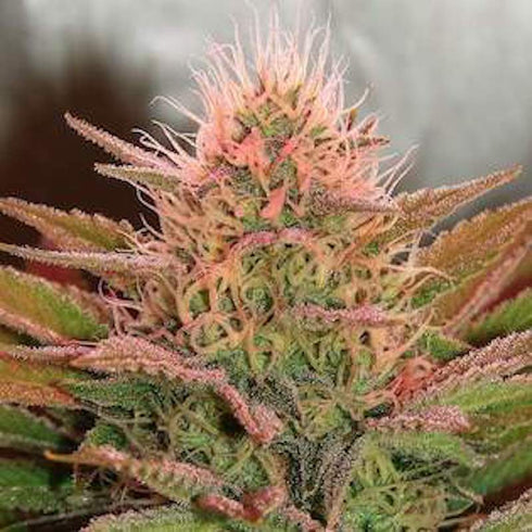 Nirvana Seeds - Bubblelicious