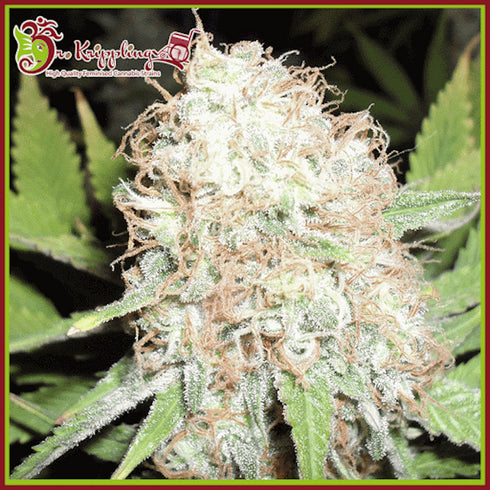 Dr Krippling Seeds - Bud Bud Bling Tingz