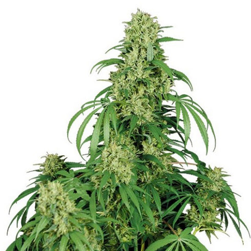 Buddha Seeds - Calamity Jane Auto